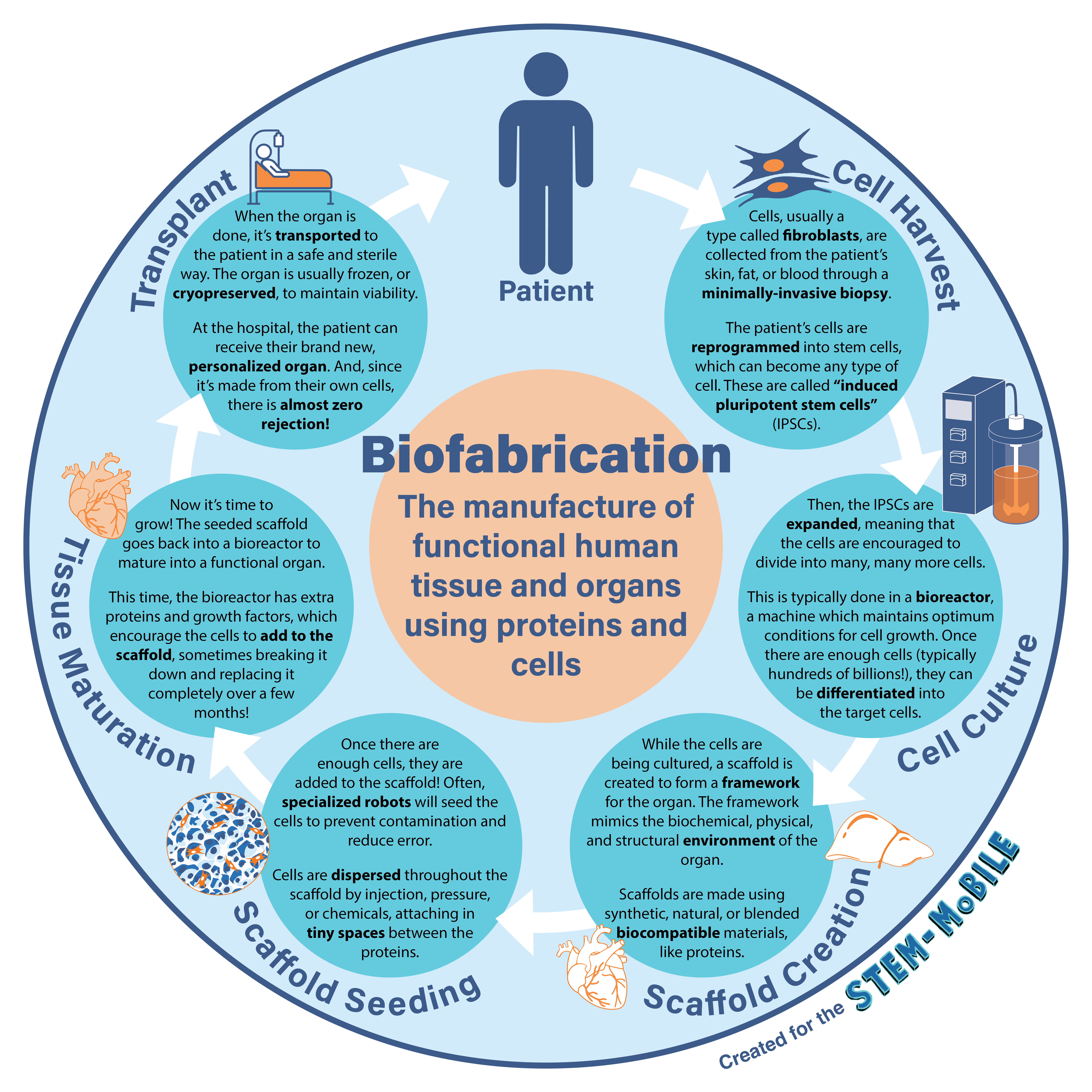 An infographic about the process of biofabrication. It involves: cell harvest, cell culture, scaffold creation, scaffold seeding, tissue maturation and transplant.